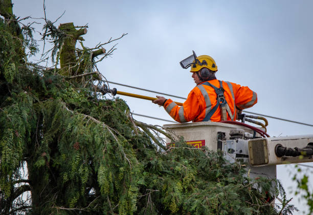 How Our Tree Care Process Works  in  Dix Hills, NY