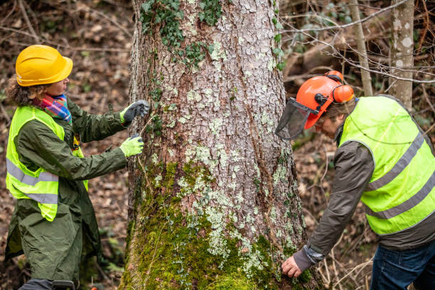 Best Tree Preservation Services  in Dix Hills, NY