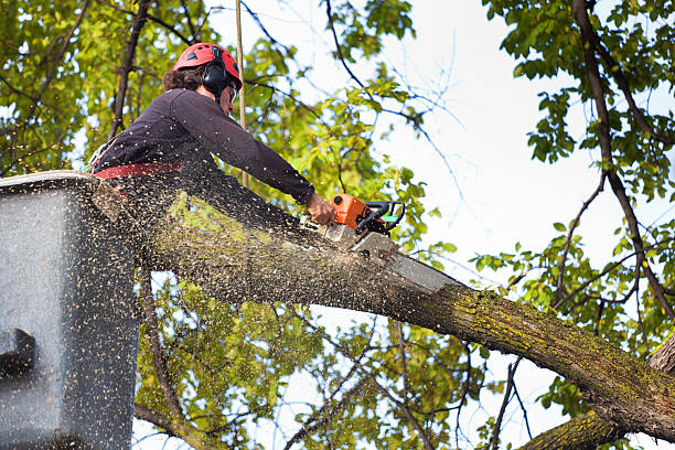 Best Firewood Processing and Delivery  in Dix Hills, NY